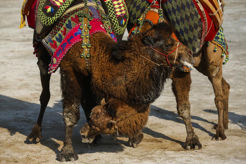 Camels wrestle during Turkey's largest camel wrestling festival in the Aegean town of Selcuk, Turkey, Sunday, Jan. 16, 2022. They were competing as part of 80 pairs or 160 camels in the Efes Selcuk Camel Wrestling Festival, the biggest and most prestigious festival, which celebrated its 40th run. (AP Photo/Emrah Gurel)