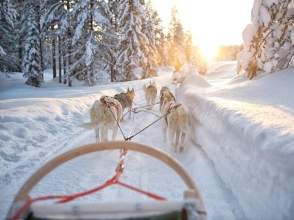 Finland, Lapland, Salla. February 2020. It is a day with good weather. The Siberian Huskie