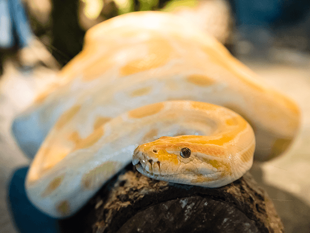 Man Found Dead in House Surrounded by 124 Snakes - Vimarsana News