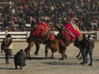 Bejeweled Camel Wrestling Draws Sports Fans in Turkey