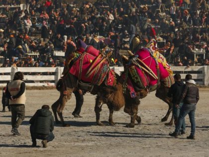 Camels wrestle during Turkey's largest camel wrestling festival in the Aegean town of Selcuk, Turkey, Sunday, Jan. 16, 2022. They were competing as part of 80 pairs or 160 camels in the Efes Selcuk Camel Wrestling Festival, the biggest and most prestigious festival, which celebrated its 40th run. (AP Photo/Emrah …