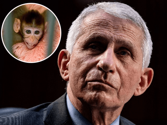 Exclusive: PETA VP Blasts ‘Crazy’ NIH Transgender Monkey Experiments, Demands Fauci Be ‘Fired’