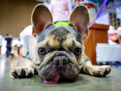 A French bulldog lies on the ground at the 10th Thailand international Pet Variety Exhibition in Bangkok on March 26, 2021. (Photo by Mladen ANTONOV / AFP) (Photo by MLADEN ANTONOV/AFP via Getty Images)