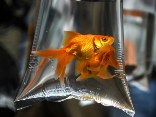Goldfish are kept in a plastic bag filled with water at the weekly pet market on Galiff St