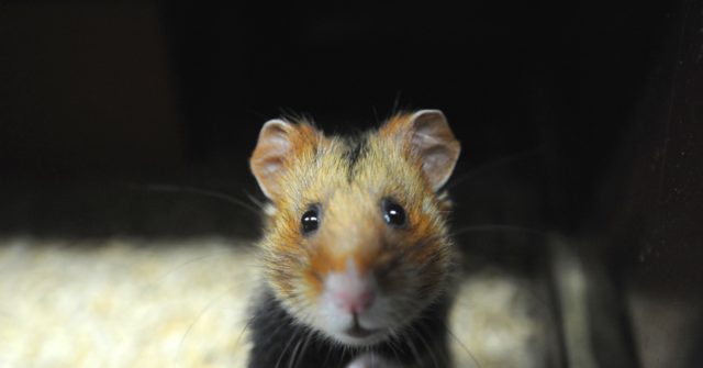 Hong Kong to Cull 2,000+ Animals After Hamster Gets Coronavirus