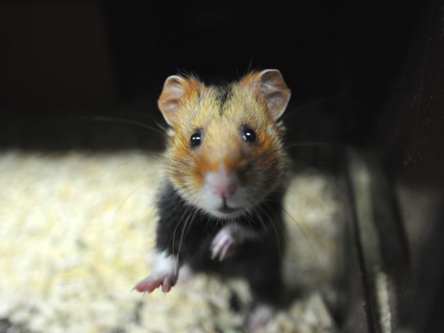 A picture taken on June 7, 2011 in Hunawihr, eastern France, in a breeding center dedicated to the reintroduction of the specimen, shows a Great Hamster of Alsace. France is failing in its duty to protect the Great Hamster of Alsace, a cute fur-ball facing extinction with fewer than 200 …