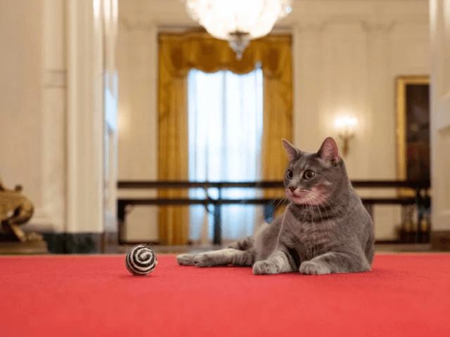 Nolte: New York Times Debases Itself with Puff Piece on ‘Willow, the White House Cat’