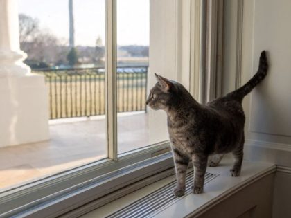 First Lady Jill Biden announced Friday that she is getting a cat, as President Joe Biden s