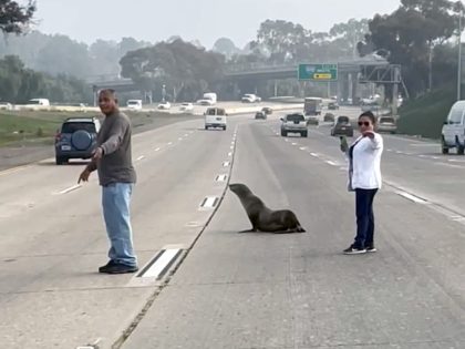 A sea lion with a reputation for showing in "odd places" was found wandering a San Diego highway on Friday before a SeaWorld rescue crew corralled the animal.