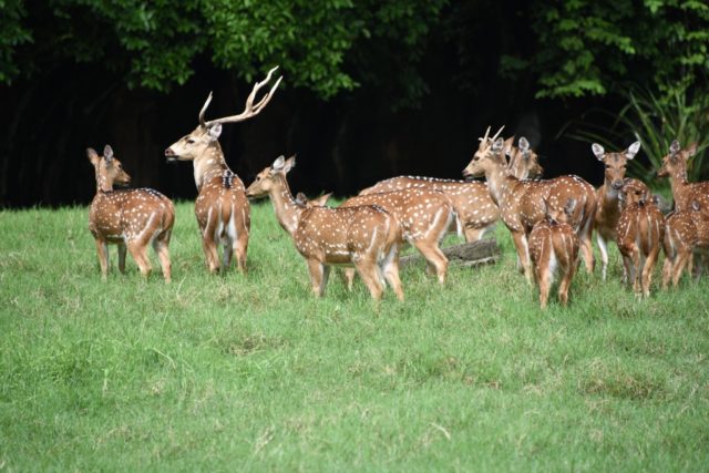 A chital deer -- a herd of which is shown here in Guatemala in 2015 -- gored a soldier to
