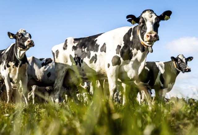 Livestock farming is one of the main emitters of greenhouse gases in the Netherlands, wher