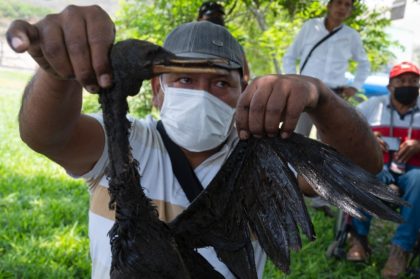 A Peruvian fishermen from a community affected by an oil spill near Lima holds up a dead b