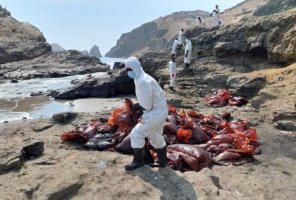 Workers in protective clothing clean up beaches in the Callao province close to Peru's cap
