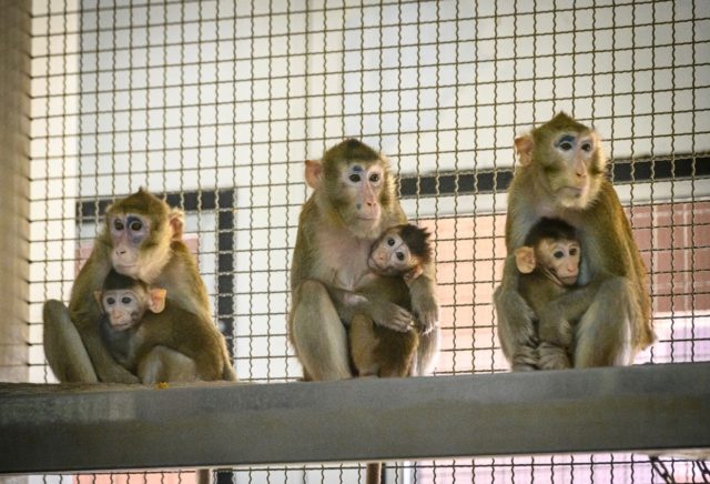 This file photo taken on May 23, 2020, shows laboratory monkeys with their babies sitting