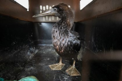 A cormorant is among dozens of oil-tainted birds being treated at a Lima zoo