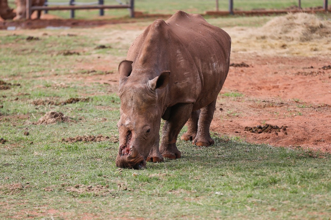 носорогу в жопе голова фото 56