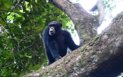 Different populations of chimpanzees showed varying behaviours
