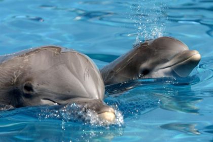 killer dolphins