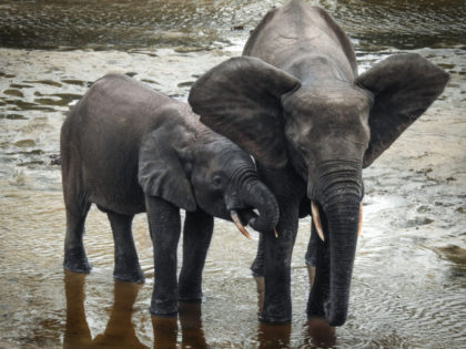In this photograph taken on April 11, 2019, a wild forest elephant and calf bathe in the m