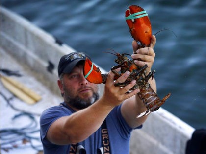 FILE - In this Aug. 24, 2019, file photo, a dealer at Cape Porpoise holds a 3 1/2 pound lobster in Kennebunkport, Maine. Members of the US lobster industry are hopeful a thaw in trade relations with China in 2020 could reopen one of the biggest markets in the world. …
