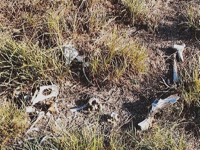 Brooks County Sheriff's deputies recovered the remains of eight migrants in January -- up 167 percent over previous year. (Brooks County Sheriff's Office)