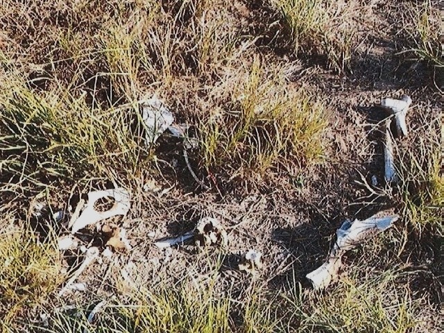 EXCLUSIVE: Eight Migrants Found Dead in January in Texas County 80 Miles from Border - Vimarsana News