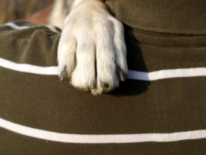 Dog hand. (SurkovDimitrii/Stock/Getty Images Plus)