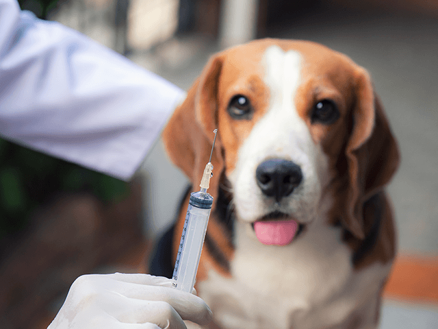 Congress Investigating Claims of NIH Funding Cruel Experiments Injecting Puppies with Cocaine