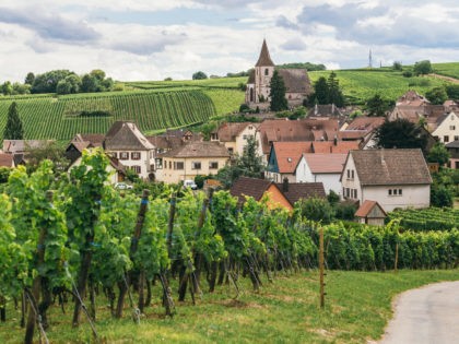 grapes grows in rows in the fields of Trimbach, winemaking business in France, fresh green background.(Riboville, Alsace, France)