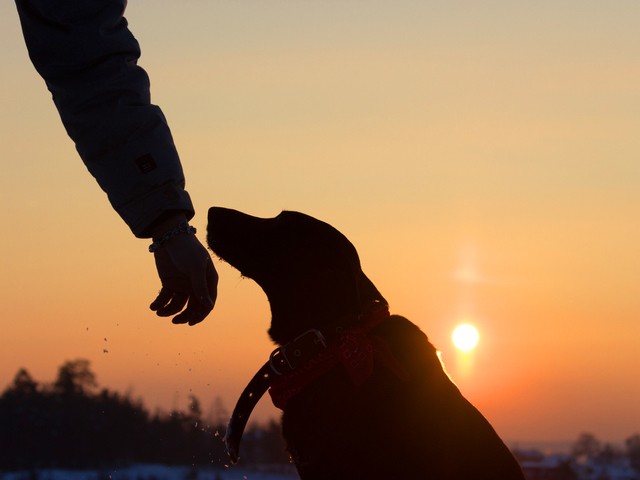 Silhouette of a dog on the street. (Lisa Galimzianova/iStock/Getty Images Plus)