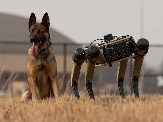 An Air Force K-9 stands guard alongside a Ghost Robotics robotic dog. (U.S. Air Force File