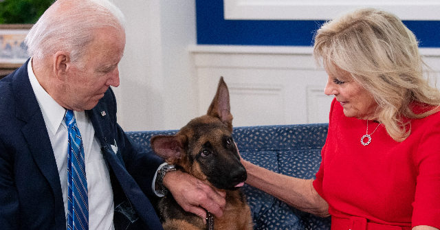 Biden's Dog Has Bitten Secret Service Officers 10 Times in 4 Months
