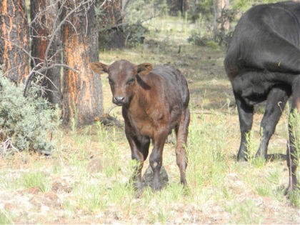 Baby cow inside the burned area photo by KC Shedden 6/13/2012 "Whitewater Baldy" "Wildfire