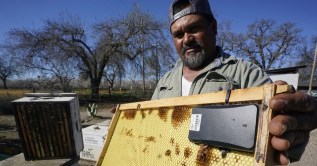 Beekeepers using tracking devices to protect precious hives - Vimarsana News