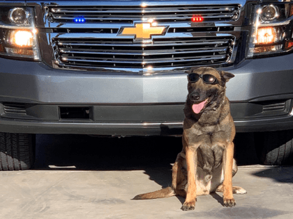 LVMPD K9 Officer Nuggetz poses for a pic