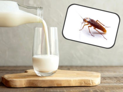 Cockroach Milk