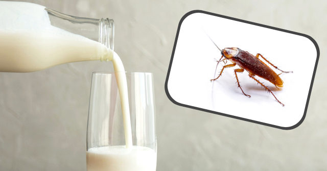 Socialist Cuba's Latest 'Superfood': Cockroach Milk
