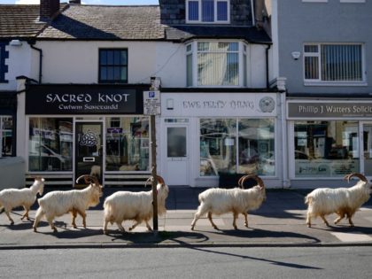 LLANDUDNO, WALES - MARCH 31: Mountain goats roam the streets of LLandudno on March 31, 2020 in Llandudno, Wales. The goats normally live on the rocky Great Orme but are occasional visitors to the seaside town, but a local councillor told the BBC that the herd was drawn this time …
