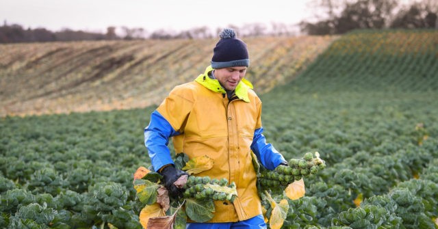 Minister Ignores Ukraine Food Crisis Warnings in Favour of Green Agenda - Vimarsana News