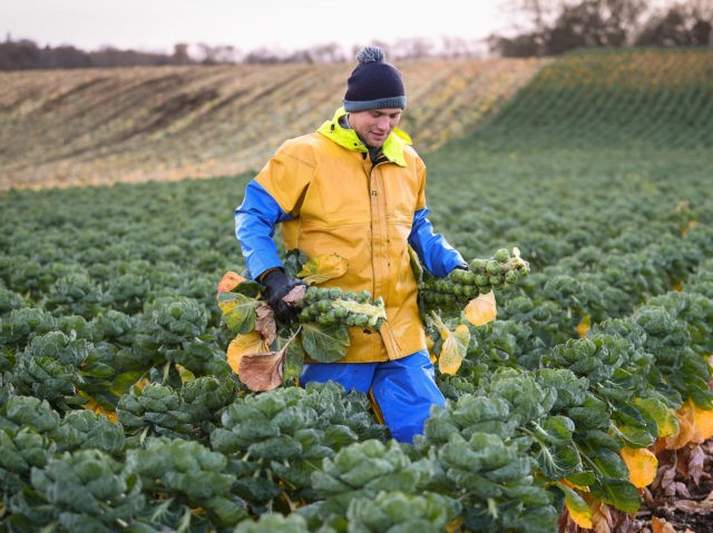 DUNBAR, SCOTLAND - NOVEMBER 25: Workers at East Lothian produce harvest a field of sprouts they are growing for Christmas on November 25, 2020 in Dunbar, Scotland. Brussels Sprouts are the farm's main vegetable crop raising over 210 hectares' worth of sprouts each year, they plant between April and May, …