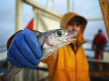 NORTH ATLANTIC OCEAN - MARCH 3: A Scottish trawler man aboard the trawler, Carina, holds out a haddock, part of the catch caught some 70 miles off the North coast of Scotland, in The North Atlantic on March 5, 2004. Fishing boats operating out of the UK are constantly fighting …