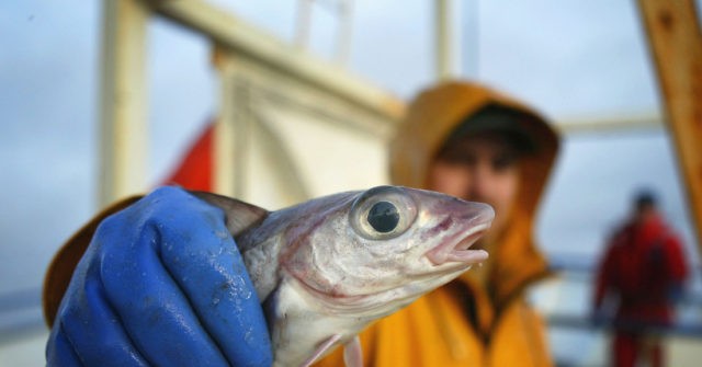 Not Feeding the 5,000: Russia Sanctions Put Up Cost of Bread, Fish In UK
