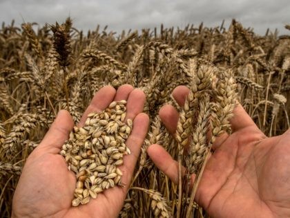 A person presents wheat crops on August 4, 2016 in Godewaersvelde, part of France's lowest wheat output estimates since 1986. - France, the European Union's biggest grain producer, is headed for its smallest wheat harvest in three decades because of heavy rains and lack of sunlight, the agriculture ministry said …