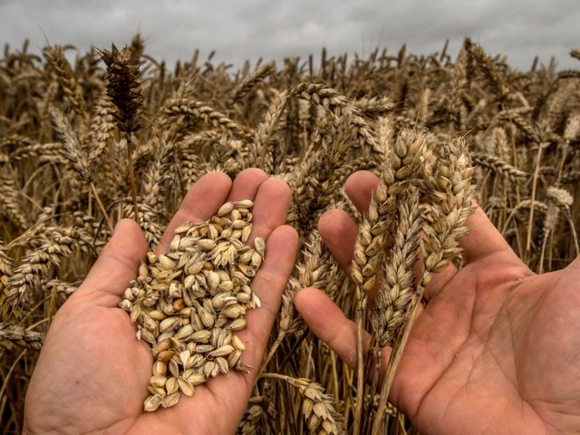 A person presents wheat crops on August 4, 2016 in Godewaersvelde, part of France's lowest