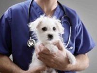 Bloomberg News: Let the Dog Die to Fight Inflation