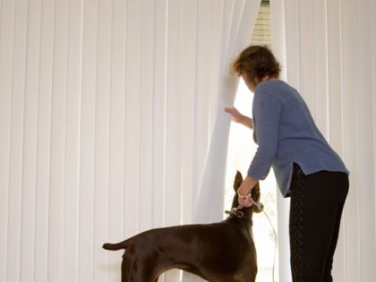 Woman with Doberman looking out of blinds