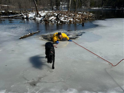 Video captured the moment firefighters in Massachusetts rescued a black lab from frigid waters Thursday after she fell through the ice on a pond.