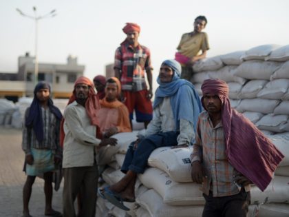 Indian daily-wage labourers take a rest from loading 50 kilo sacks of wheat onto a truck at a grain distribution point on the outskirts of Amritsar on May 16, 2013. This years wheat harvest is expected to be more bountiful than last year, India's Agriculture Ministry said recently. India which …