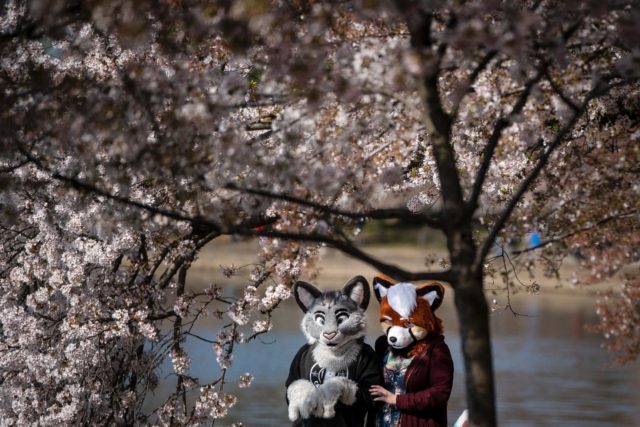 "Furries" like these people pictured in April 2021 in Washington, create their own animal