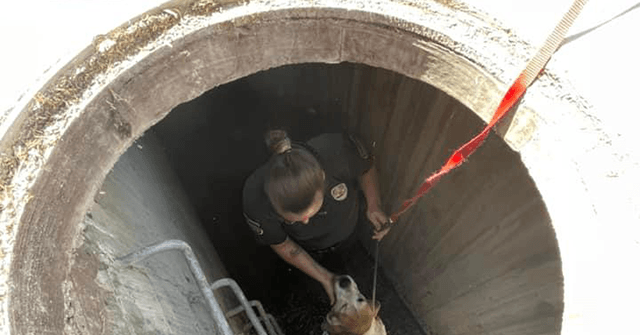 WATCH - Officers Rescue Dog Trapped in Storm Drain: 'A Happy Ending'